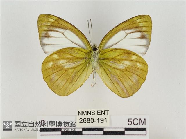 淡褐脈粉蝶藏品圖，第2張