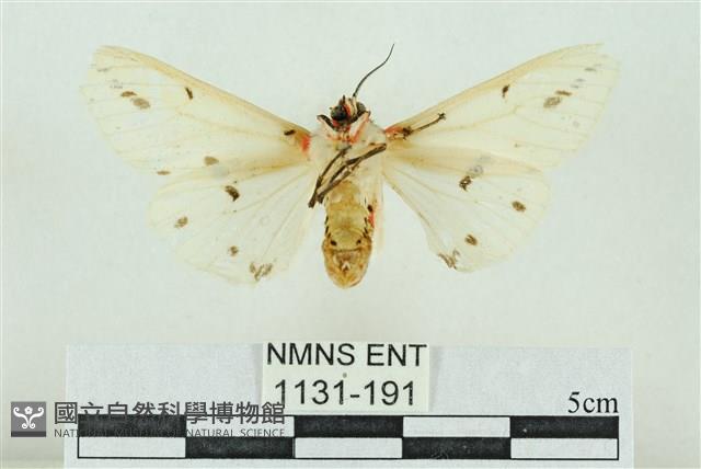 菊池污燈蛾藏品圖，第2張