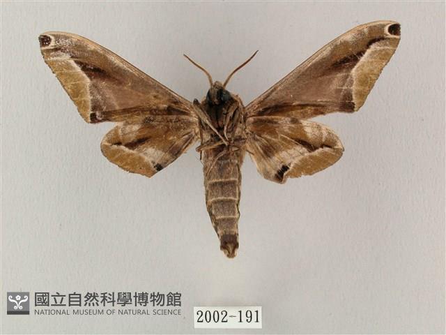 白點天蛾 藏品圖，第2張