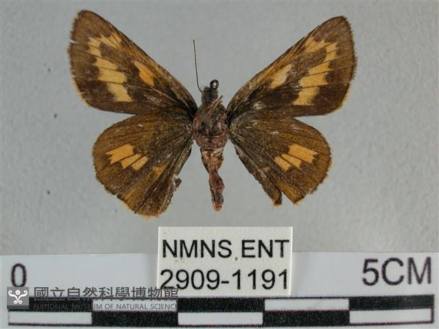 寬邊橙斑弄蝶藏品圖，第2張