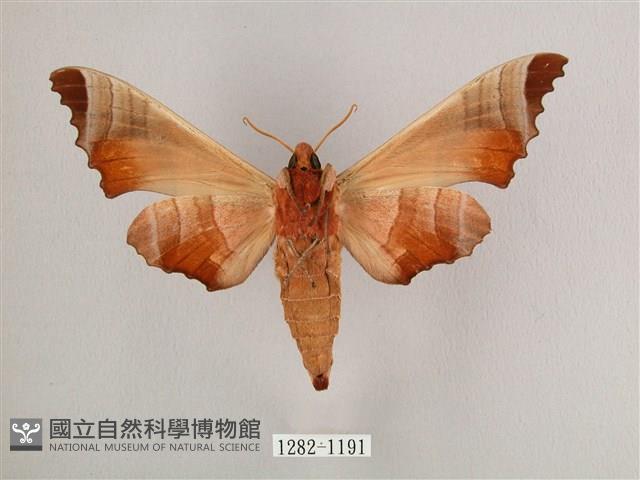 黑角六點天蛾藏品圖，第2張