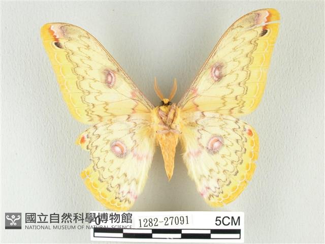 黃豹天蠶蛾藏品圖，第2張