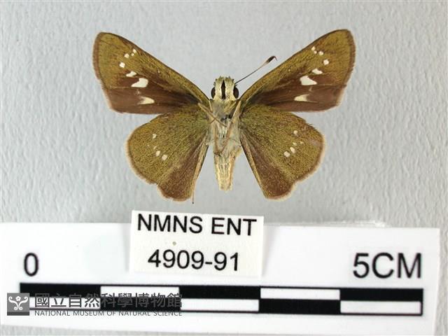 禾弄蝶藏品圖，第2張