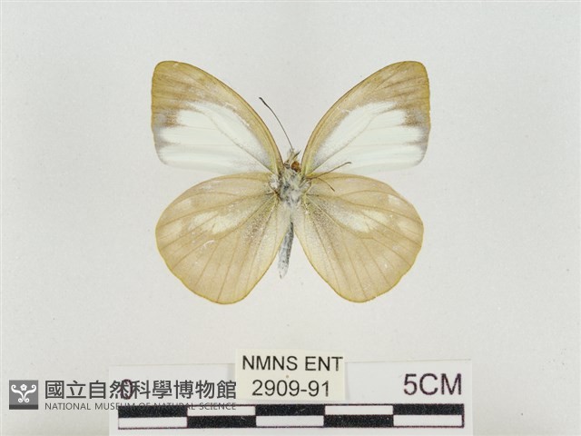 淡褐脈粉蝶藏品圖，第2張