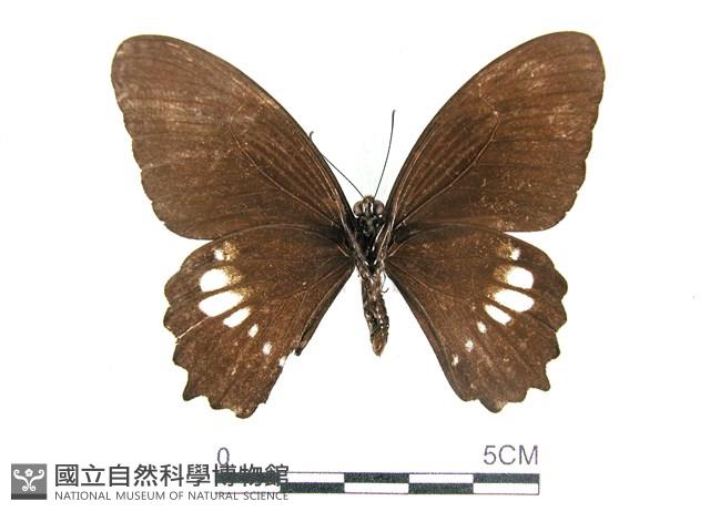 無尾白紋鳳蝶藏品圖，第2張