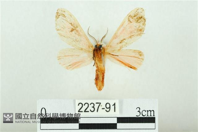 三條橙燈蛾藏品圖，第2張