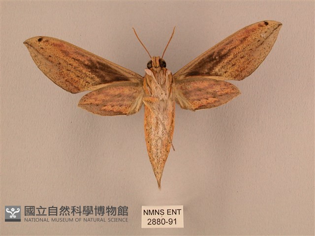 棕綠背線天蛾藏品圖，第2張