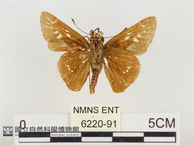 中華褐弄蝶藏品圖，第2張