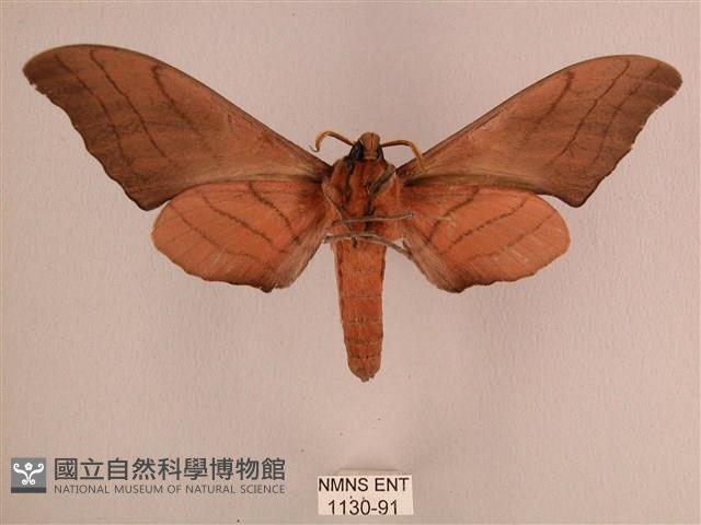 直翅六點天蛾藏品圖，第2張