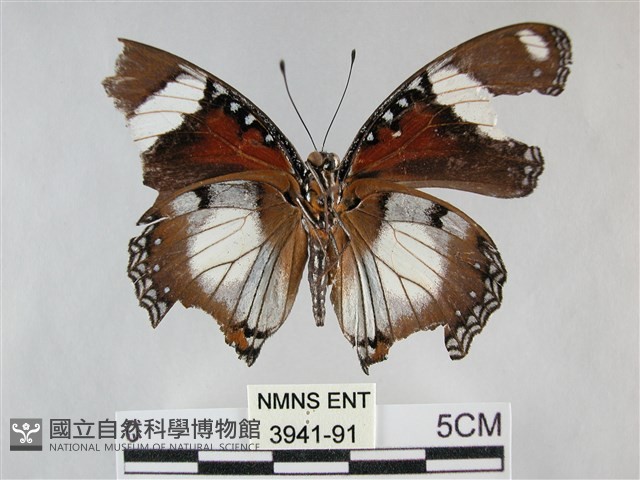 雌擬幻蛺蝶、雌紅紫蛺蝶藏品圖，第2張