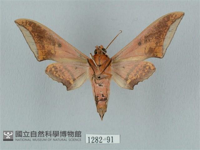 廣東鷹翅天蛾藏品圖，第2張