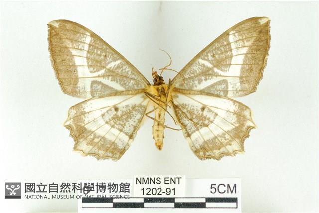 樹形尺蛾藏品圖，第2張