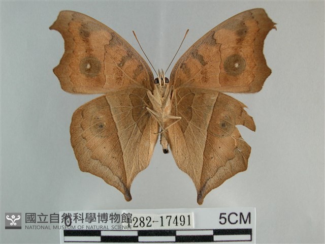 眼蛺蝶、孔雀蛺蝶藏品圖，第2張