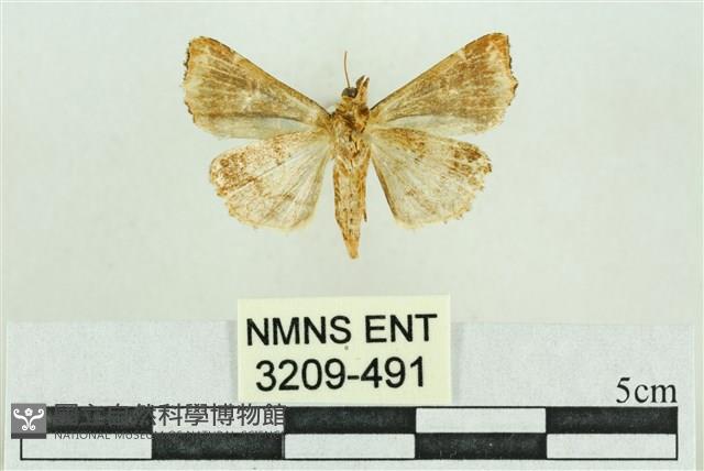 弧角散紋夜蛾藏品圖，第2張