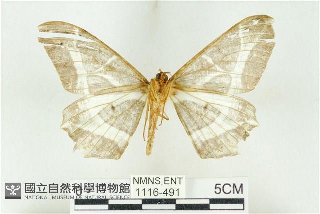 樹形尺蛾藏品圖，第2張