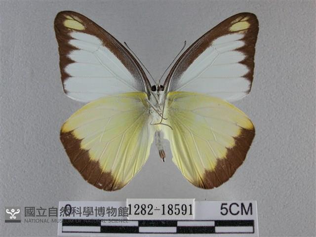 異色尖粉蝶藏品圖，第2張