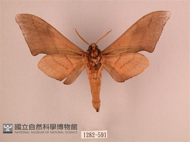 直翅六點天蛾藏品圖，第2張