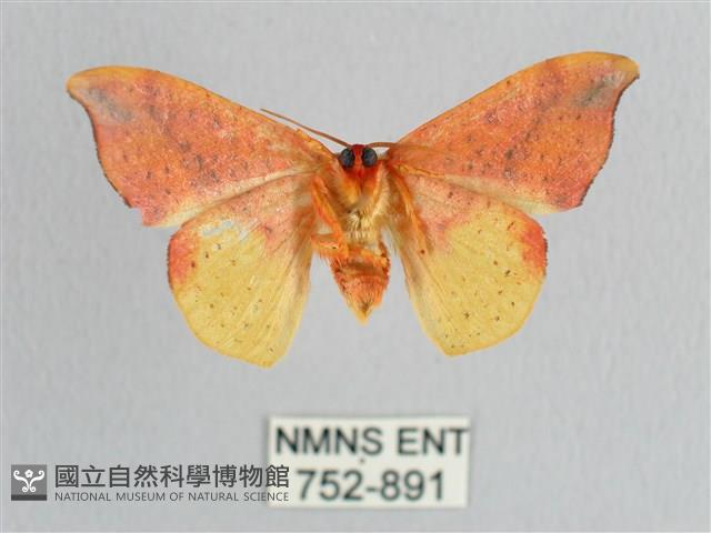 接骨木帶鉤蛾藏品圖，第2張