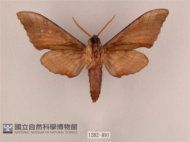 栗六點天蛾藏品圖，第2張