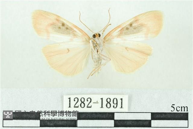 臺雪苔蛾藏品圖，第2張