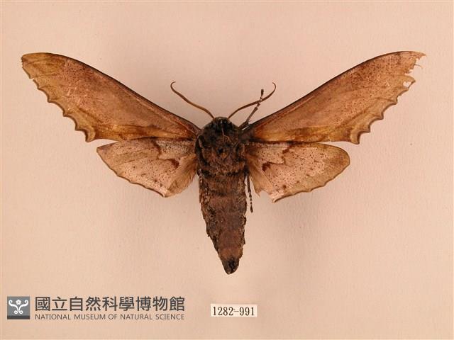 臺灣鋸翅天蛾藏品圖，第2張