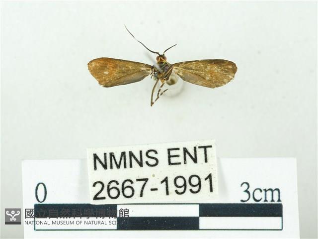 叉紋閃舞蛾藏品圖，第2張