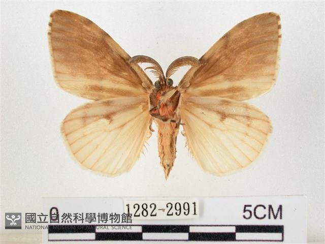 木毒蛾藏品圖，第2張