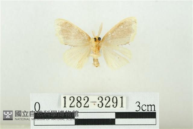 黑翅黃毒蛾藏品圖，第2張