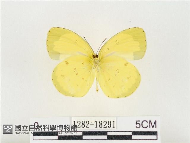 島嶼黃蝶、江崎黃蝶藏品圖，第2張