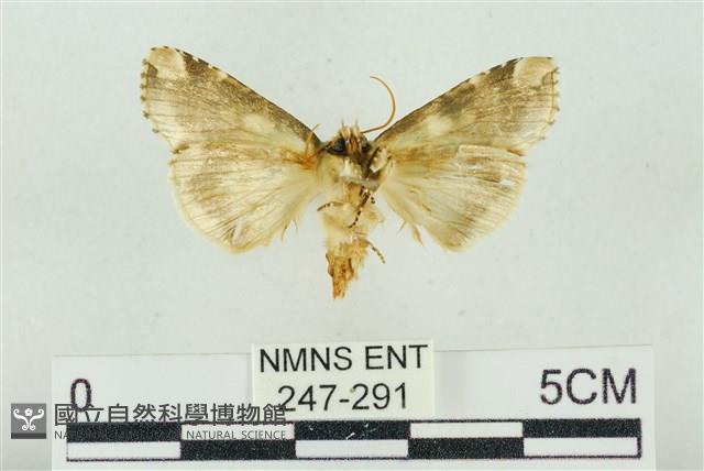 連珠波紋蛾藏品圖，第2張