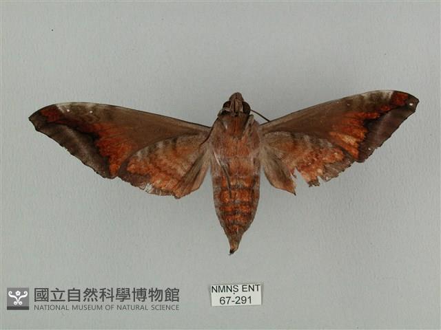 全緣缺角天蛾藏品圖，第2張