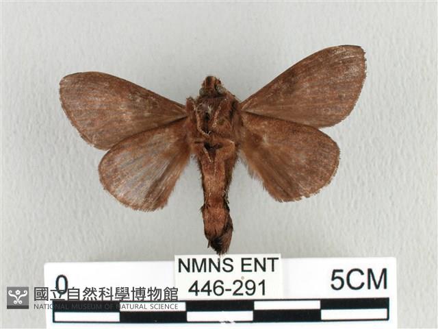 大斑Y毛蟲藏品圖，第2張