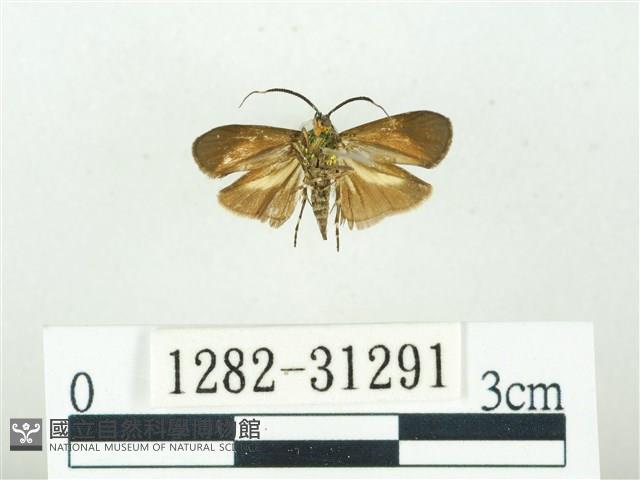 叉紋閃舞蛾藏品圖，第2張