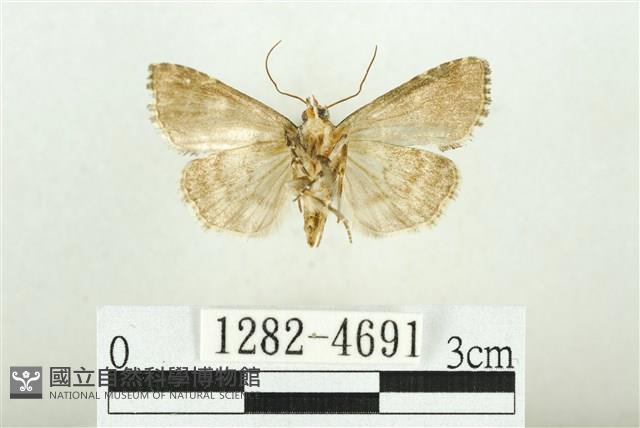 白斑散紋夜蛾藏品圖，第2張