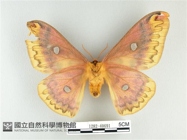 銀目天蠶蛾藏品圖，第2張