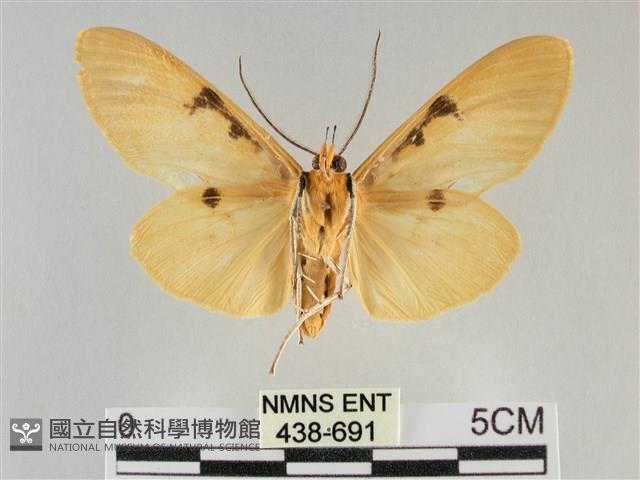 橙擬燈蛾藏品圖，第2張