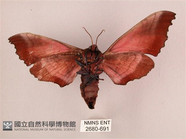 桃紅六點天蛾藏品圖，第2張