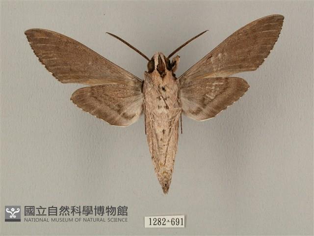 蝦殼天蛾藏品圖，第2張