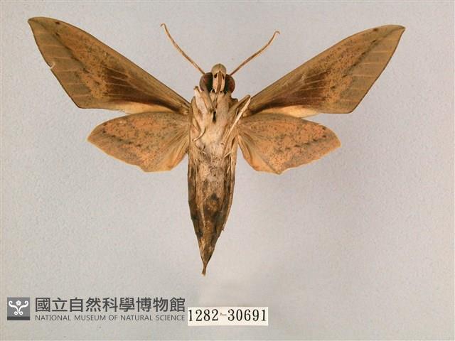 背帶斜紋天蛾藏品圖，第2張