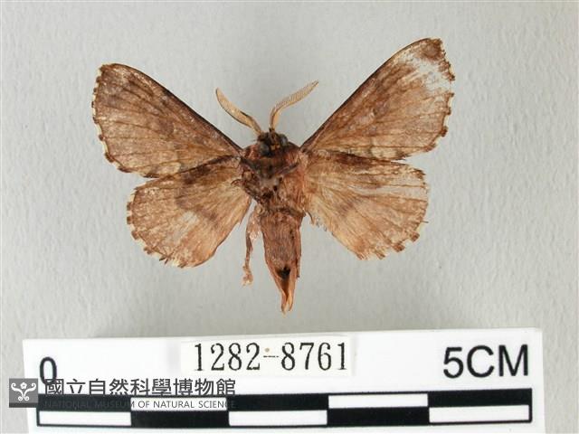 銀肩枯葉蛾藏品圖，第2張