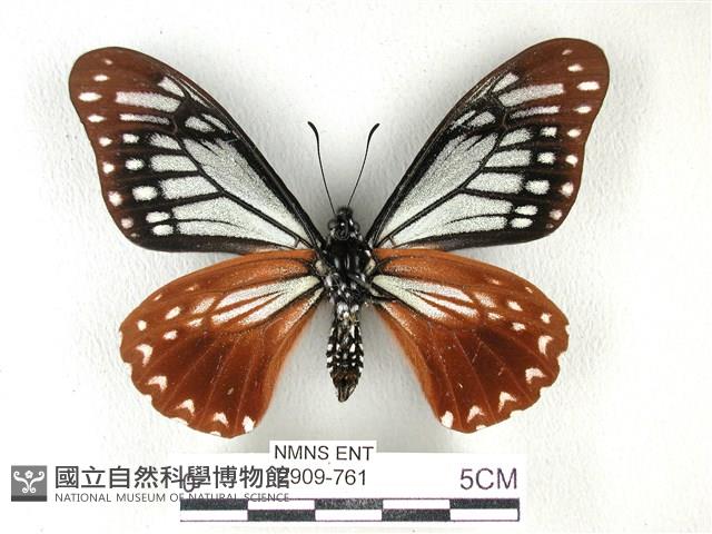 斑鳳蝶藏品圖，第2張