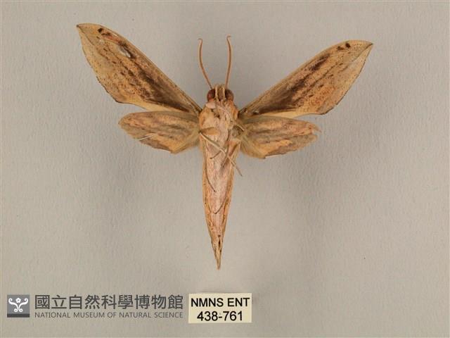 棕綠背線天蛾藏品圖，第2張