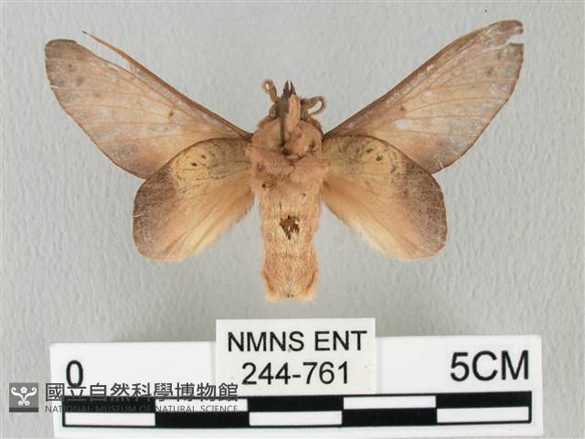 緣斑枯葉蛾藏品圖，第2張