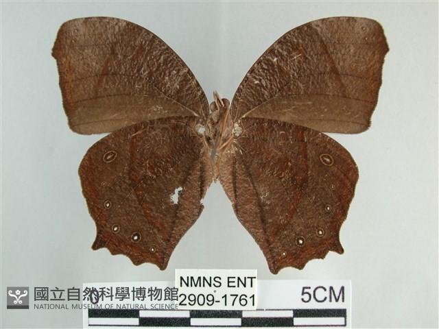 森林暮眼蝶、黑樹蔭蝶藏品圖，第2張
