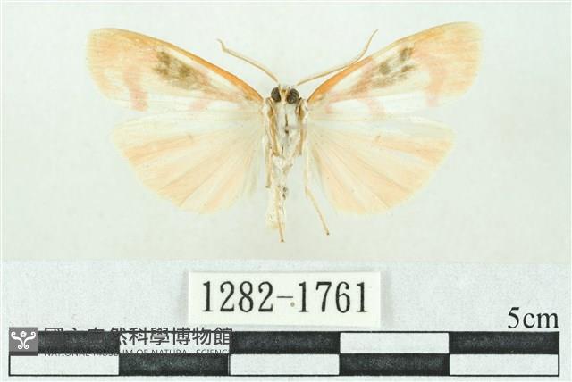 臺雪苔蛾藏品圖，第2張