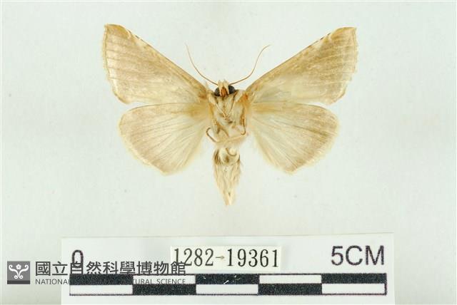 印華波紋蛾藏品圖，第2張