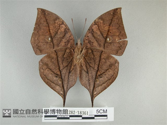 枯葉蝶藏品圖，第2張