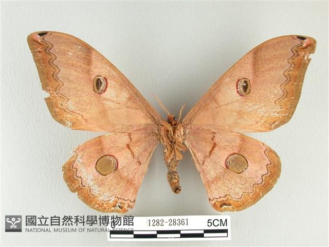 雙黑目天蠶蛾藏品圖，第2張
