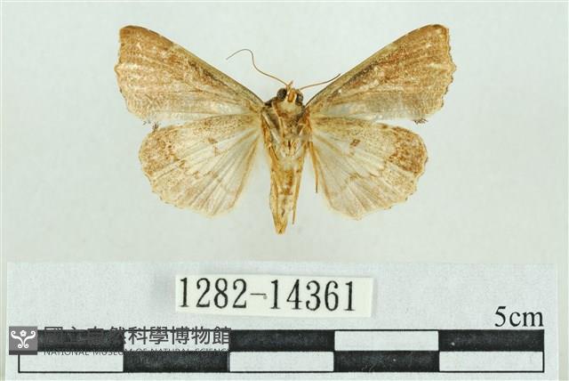 粉紅帶散紋夜蛾藏品圖，第2張