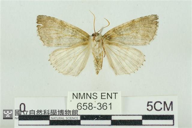 臺灣銀斑異波紋蛾藏品圖，第2張